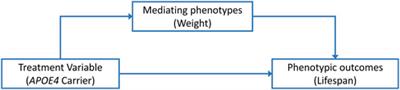 How are APOE4, changes in body weight, and longevity related? Insights from a causal mediation analysis